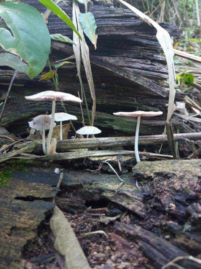 El Cielo Biohospedaje - Refugio Sostenible En La Naturaleza 渡假村