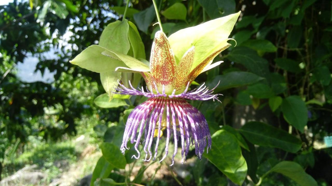 渡假村 El Cielo Biohospedaje - Refugio Sostenible En La Naturaleza