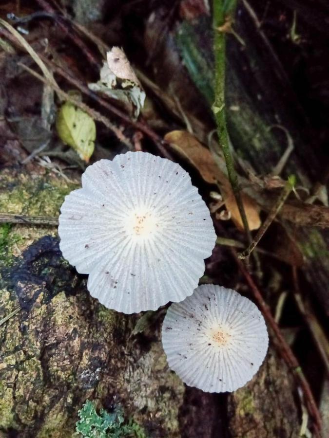 El Cielo Biohospedaje - Refugio Sostenible En La Naturaleza * Tena
